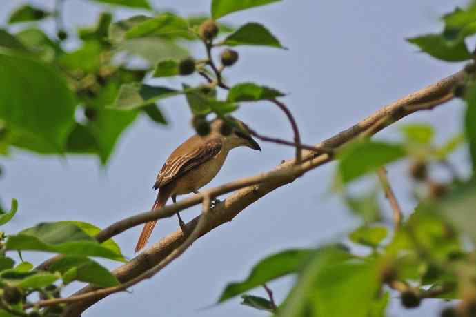 虎纹伯劳（记录版）