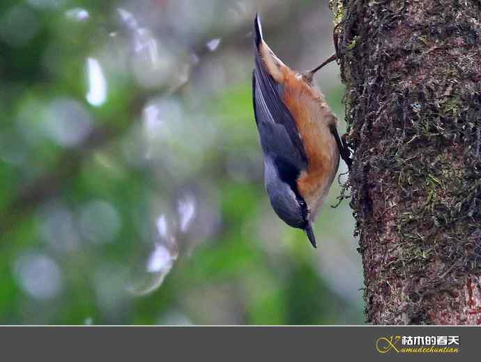 腾冲拍鸟：黄腹扇尾鹟、栗腹shi、栗臀shi