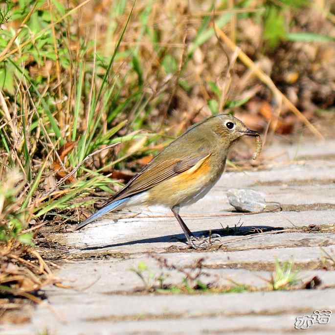 河北乐亭&nbsp;wbr路&nbsp;wbr红胁蓝尾鸲