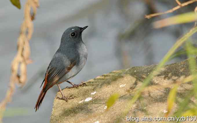 全方位观察红尾水鸲（组图）