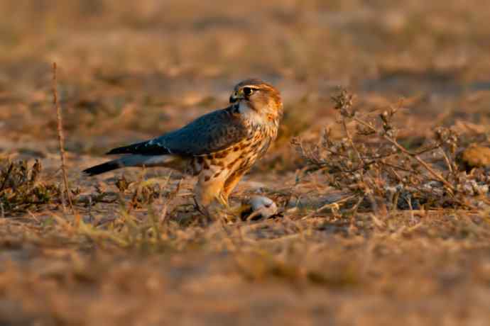 灰背隼：节日野鸭湖的唯一记录