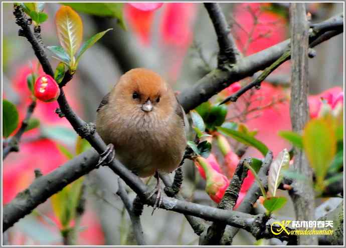 春节拍鸟【照片】