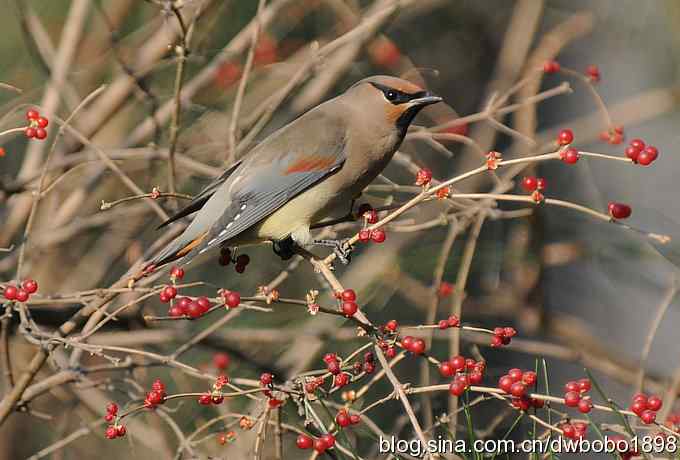 太平鸟归来 太平鸟归来