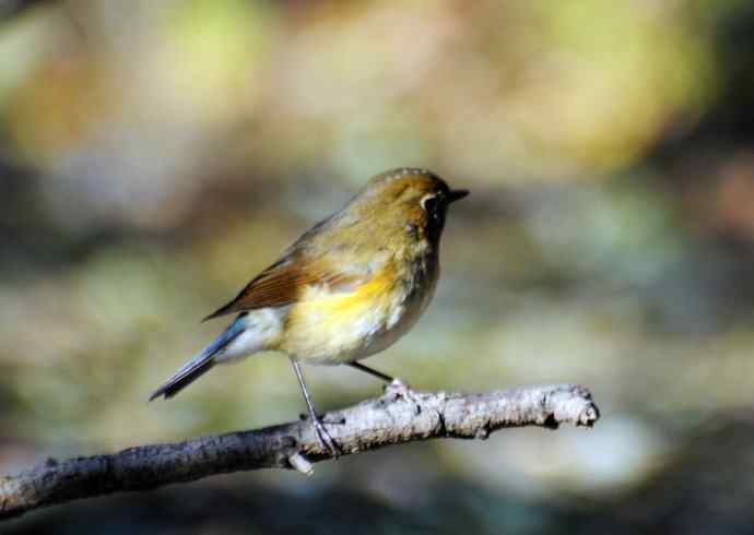 雌性红胁蓝尾鸲（18）