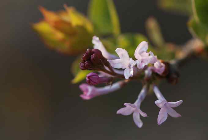 莲花池四月的花鸟