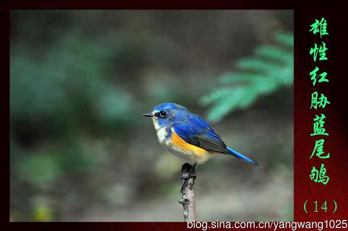 雄性红胁蓝尾鸲（14）