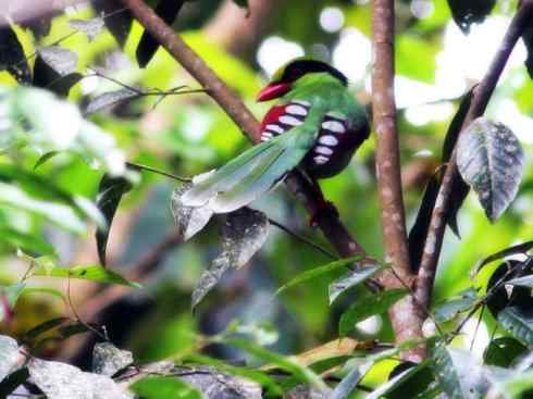 美丽无罪：雀鸟之绿鹊