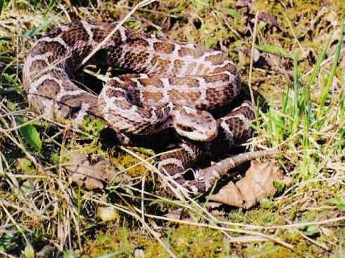 龙：传说的兽原型探秘（蝮蛇类）