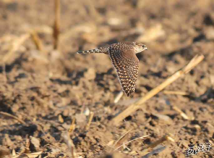 官厅水库&nbsp;wbr路&nbsp;wbr四种猛禽