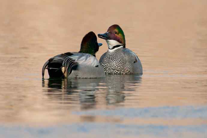 唐罗鸭 wbr八百里加急★ 唐罗鸭 wbr八百里加急★