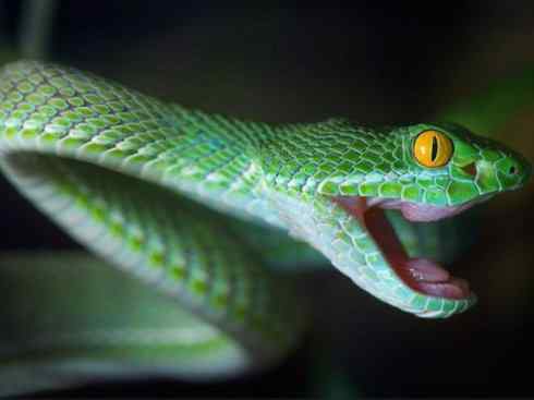 龙：传说的兽原型探秘（蝮蛇类）