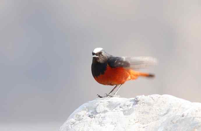 【野外拍摄】白顶溪鸲