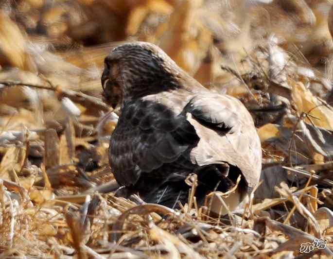 白河峡谷 wbr路 wbr大鵟吞鼠 白河峡谷 wbr路 wbr大鵟吞鼠