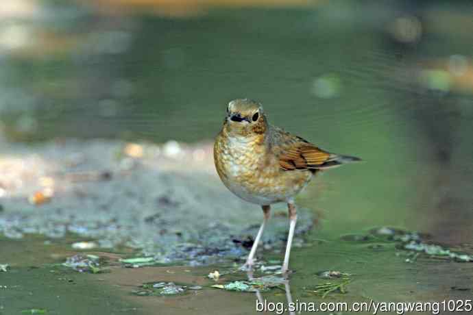 雌性蓝歌鸲（2）