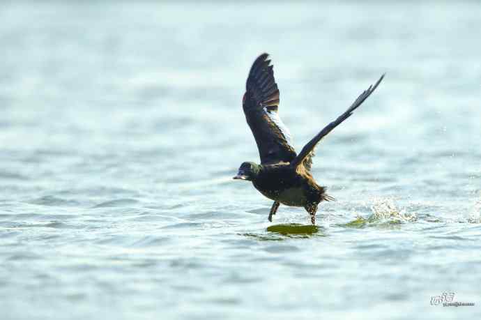 一组斑脸海番鸭逆光起飞