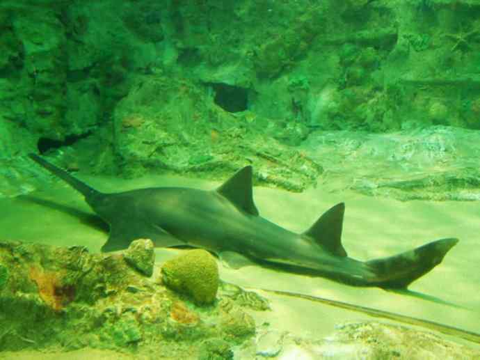 鱼类活化石:锯鳐 鱼类活化石:锯鳐