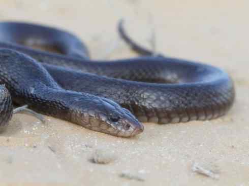 龙:传说的兽原型探秘(眼睛蛇类) 龙:传说的兽原型探秘(眼睛蛇类)