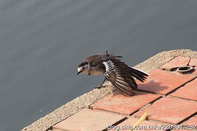 151.圣诞节送上12月份拍新鸟 151.圣诞节送上12月份拍新鸟