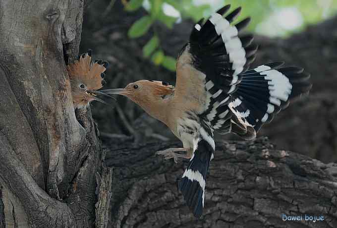 戴胜鈥溞赦澪钩