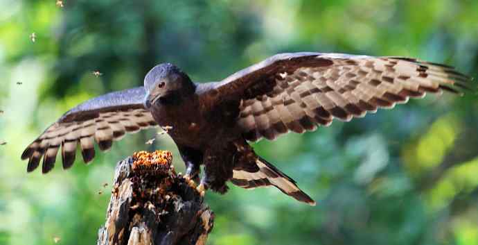 【吃蜜蜂的鹰---蜂鹰】