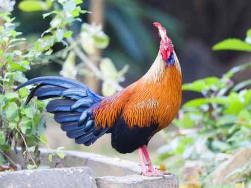 凤凰：传说的鸟原型探秘（原鸡）