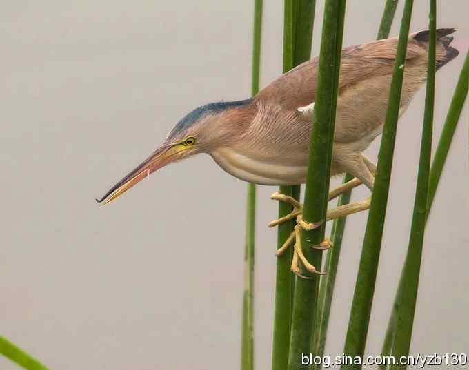 铁证！——实拍黄大脚作案全过程（组图，15张图片）