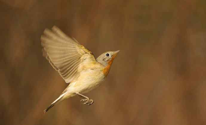 红胸姬鹟的美丽飞翔