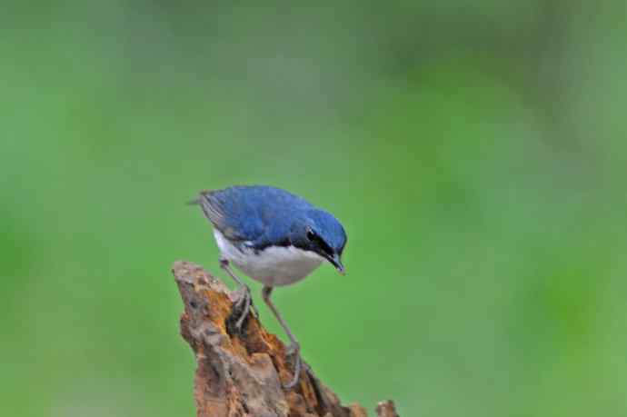 雄性蓝歌鸲（12）