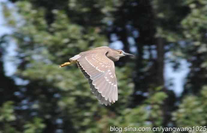 夜鹭与鹈鹕（抓拍）
