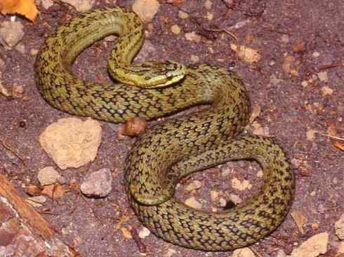 龙：传说的兽原型探秘（蝮蛇类）