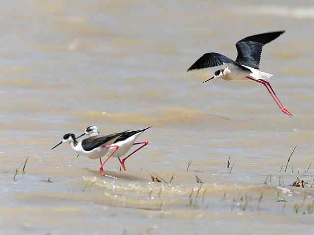 野鸭湖拍摄纪实(牛背鹭黄鹡鸰长脚鹬)