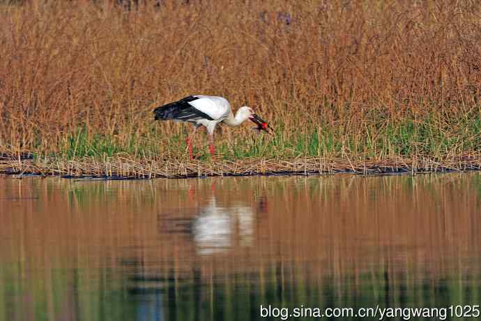 捕鱼进餐的东方白鹳