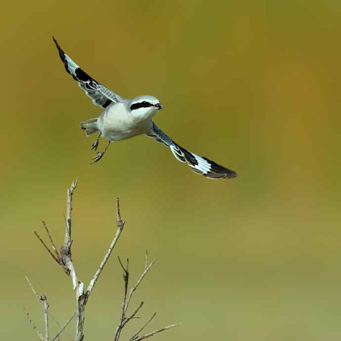 盘点野鸭湖(我的2012年) 盘点野鸭湖(我的2012年)