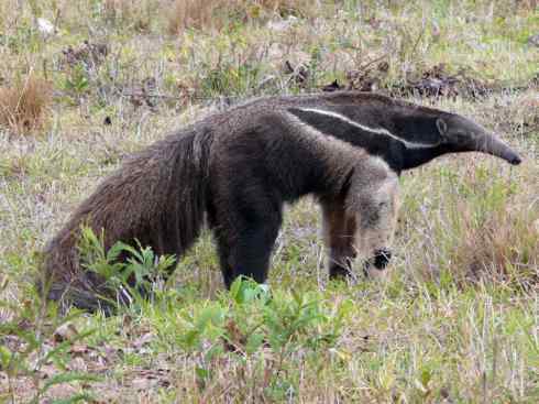 盘点十二大著名食蚁动物:食蚁兽 盘点十二大著名食蚁动物:食蚁兽