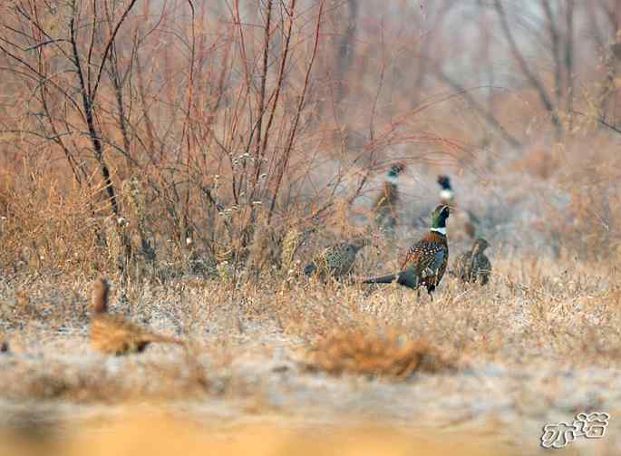 官厅水库的大鵟&nbsp;wbr&nbsp;wbr不老屯的大鸨