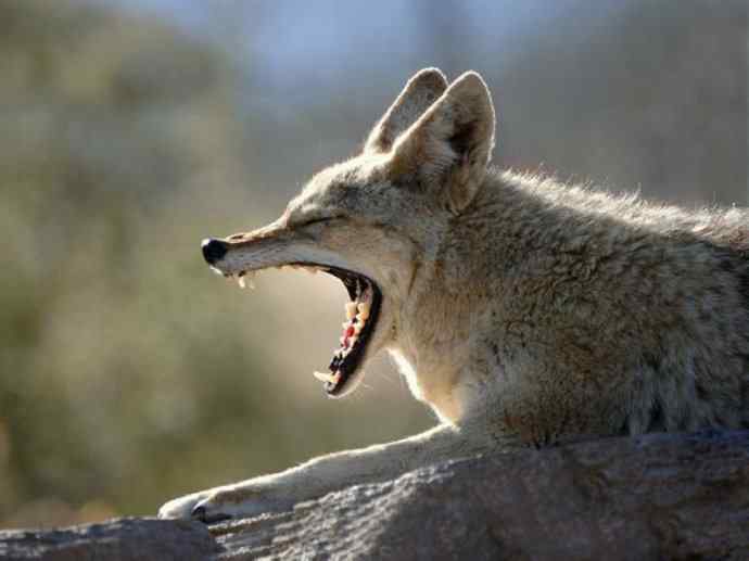 犬科:犬亚科犬属之郊狼、红狼 犬科:犬亚科犬属之郊狼、红狼