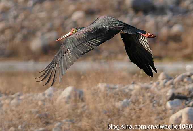 秃鹫和十渡的几只大鸟