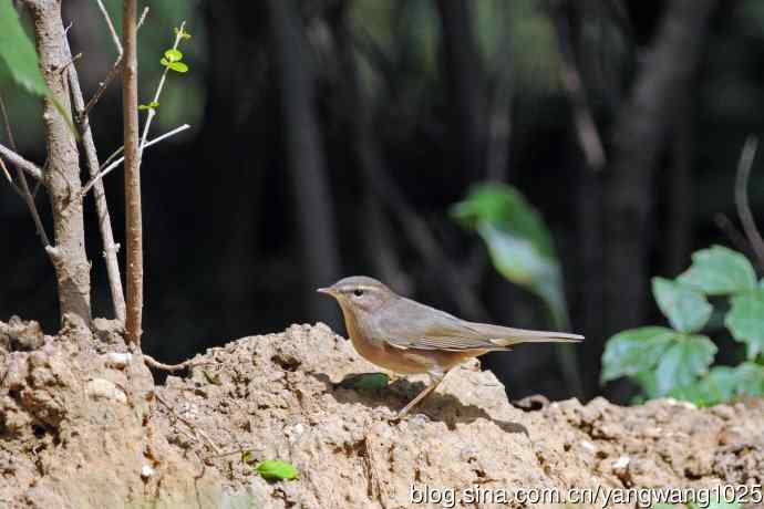 褐柳莺(7) 褐柳莺(7)