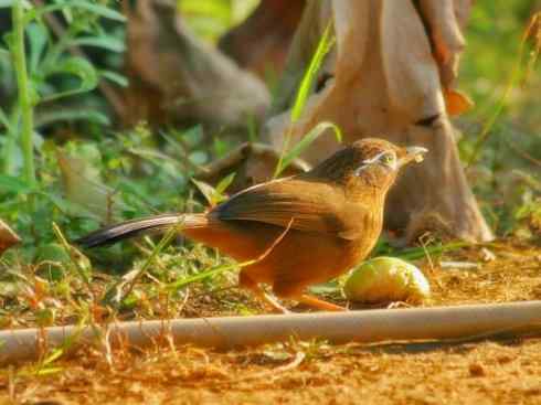 家禽驯化之源之十五 家禽驯化之源之十五