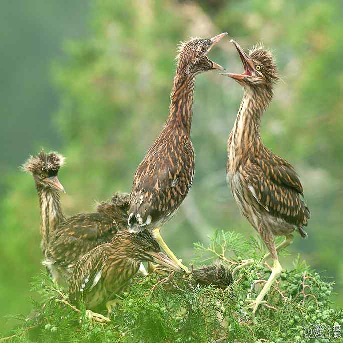 小白鹭与小夜鹭 小白鹭与小夜鹭