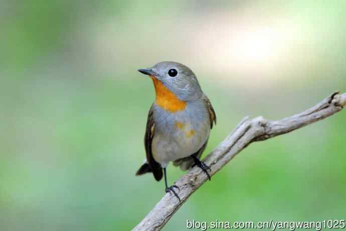 同是红喉不同宗