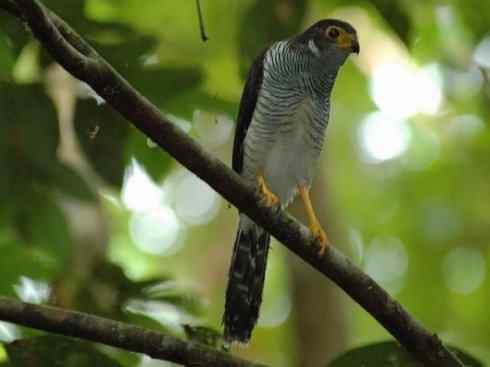 鸟类之最：小隼