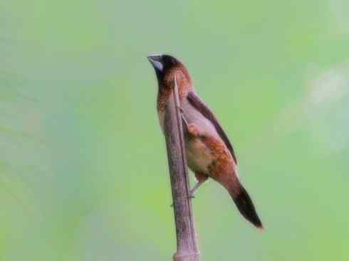 家禽驯化之源之十七