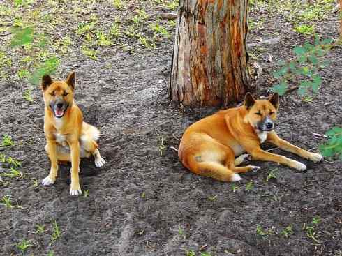 犬科：犬亚科犬属之澳洲野犬、歌唱犬、家犬