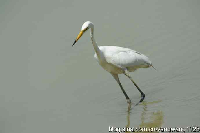 奥林匹克公园白鹭飞 wbr4