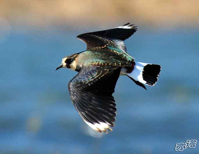 官厅水库&nbsp;wbr路&nbsp;wbr凤头麦鸡