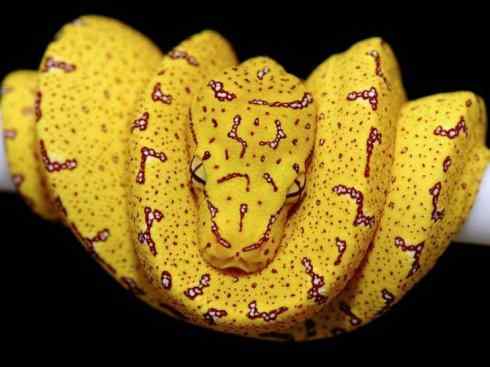 龙：传说的兽原型探秘（树蟒类）