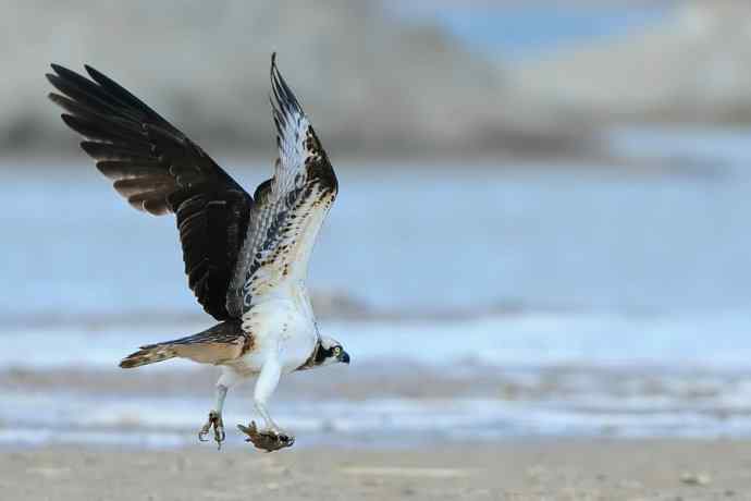鹗鈥斺斈执阂把己（一）