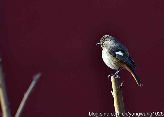 第一场春雨之后 wbr1 第一场春雨之后 wbr1