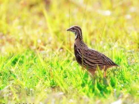 家禽驯化之源之十